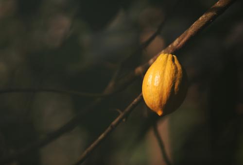 Cacao pod growing on a tree